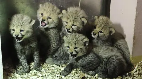 Gdański ogród zoologiczny powitał na świecie pięć młodych gepardów
