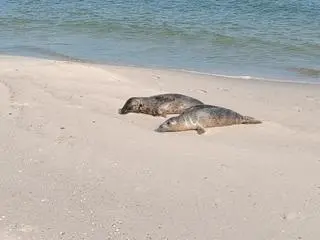 Foka miała wokół szyi okulary do pływania