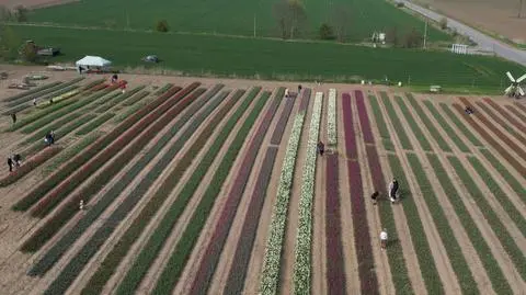 Niezwykłe pole tulipanów czeka na odwiedzających przez najbliższe 3 tygodnie