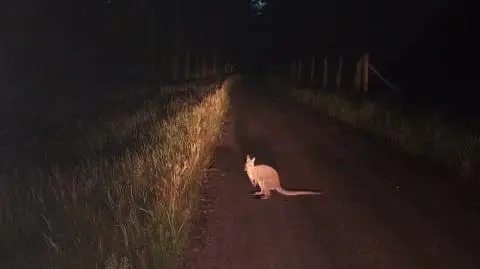 Leśnicy szukają w lesie kangura