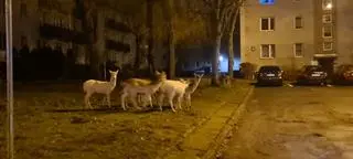Rodzina danieli albinosów na wejherowskim osiedlu