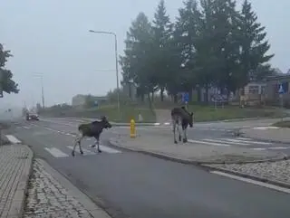Mundurowi zatrzymali ruch dla łosi