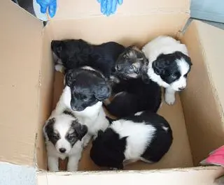 Szczeniaki porzucono w lesie, w zaklejonym kartonie