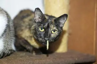 W siedzibie koszalińskiej Fundacji Miau Kocie Wąsy i Spółka ujawniono 116 kotów, w tym kilka martwych. Zwierzęta były chore, przebywały we własnych odchodach, pośród stert śmieci. "To, co tam zastaliśmy ciężko opisać słowami" - mówi Grzegorz Bielawski ze Stowarzyszenia Pogotowie dla Zwierząt, uczestniczący w interwencji.