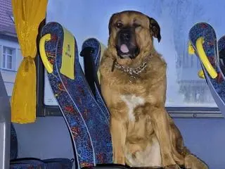 Pies zajął miejsce pasażera i nie chciał wysiąść