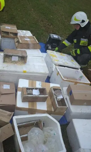 W miejscowości Woźnice w województwie warmińsko-mazurskim samochód dostawczy wypadł z drogi i przewrócił się na bok. Jak się okazało, pojazdem przewożone były żywe zwierzęta, między innymi: króliki, świnki morskie i rybki akwariowe.