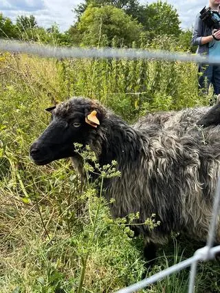 Zwierzęta dotarły do Gdańska z odległego o ok. 30 km Przywidza. Jak zapewnia baca - owce powoli aklimatyzują się już w nowym miejscu i czują się świetnie. Ich stado liczy 15 sztuk. To 14 maciorek i jeden baran. 