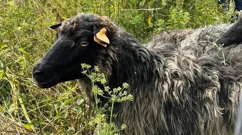 Alicja ChrzanowskaGZDiZ