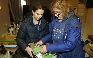 W siedzibie koszalińskiej Fundacji Miau Kocie Wąsy i Spółka ujawniono 116 kotów, w tym kilka martwych. Zwierzęta były chore, przebywały we własnych odchodach, pośród stert śmieci. "To, co tam zastaliśmy ciężko opisać słowami" - mówi Grzegorz Bielawski ze Stowarzyszenia Pogotowie dla Zwierząt, uczestniczący w interwencji.