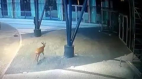 Sarna odwiedziła hotel w Kołobrzegu