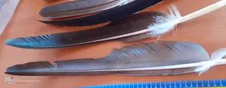 The feathers belonged to endangered bird species