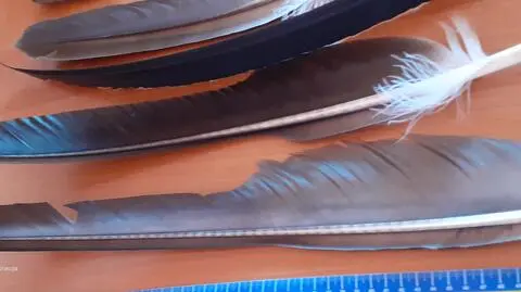 Suspiciously light tube attracted customs officers. Feathers of endangered bird species found inside