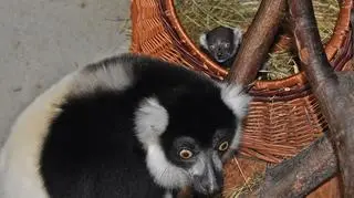 W zamojskim zoo urodził się lemur wari czarno-biały