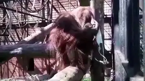 Jak nie zakładać maseczki? Pokazuje orangutanica Raja z gdańskiego zoo