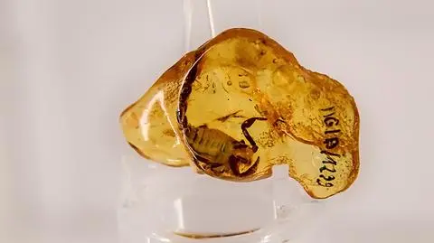 Skorpion zatopiony w bursztynie trafił na ekspozycję gdańskiego muzeum
