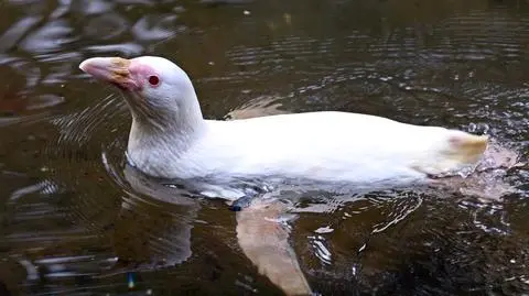 Kokosanka z gdańskiego ZOO okrzyknięta Pingwinem Roku             