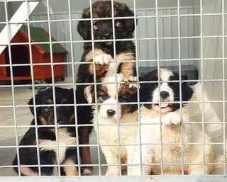 Szczeniaki są ciekawe świata. Czekają na nowe domy