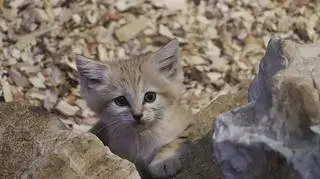 Charakterystyczną cechą kotów pustynnych są ich duże uszy