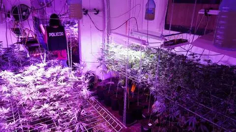 Przejścia ukryte w szafach, za nimi plantacje konopi indyjskich. Matka i syn staną przed sądem