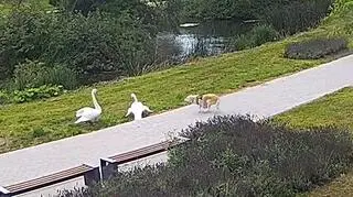 Atak psa na łabędzie w Starogardzie Gdańskim