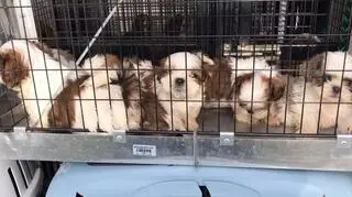 Wśród zabranych z posesji zwierząt były psy w typie shih-tzu