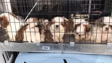 Wśród zabranych z posesji zwierząt były psy w typie shih-tzu