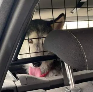 Pies, który błąkał się po obwodnicy trafił do radiowozu