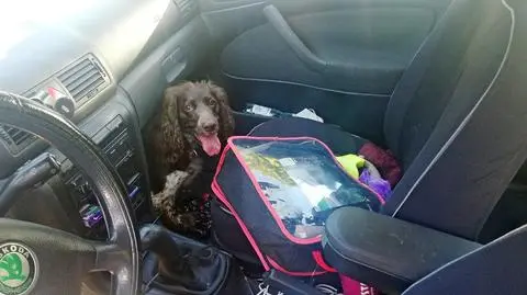 W upalny dzień zostawili psa bez wody w zamkniętym aucie, bo nie mogli zabrać go do restauracji