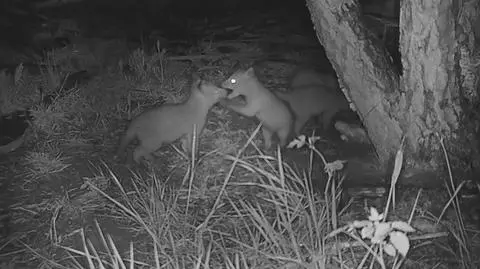 "Złapaliśmy maluchy na zabawie i nagraliśmy naszych sympatycznych sąsiadów"