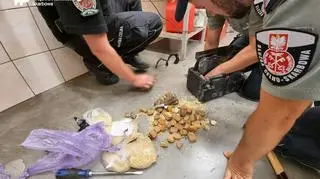 Największa z nieobrobionych brył bursztynu ważyła prawie pół kilograma