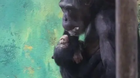 Gdańskie ZOO ma nowego mieszkańca. Szympans Sam ma niespełna miesiąc