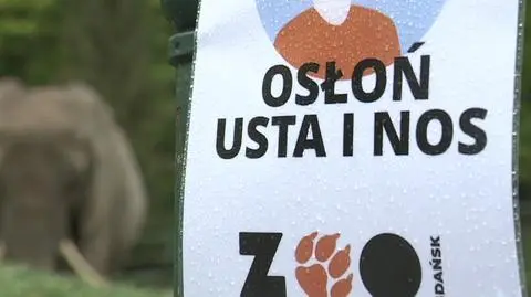 Z pewnymi obostrzeniami, ale można odwiedzać już gdańskie zoo. "Jest fajnie mimo pogody"