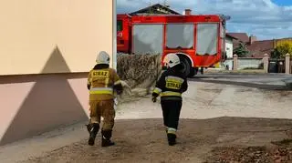 Strażacy spacyfikowali kota