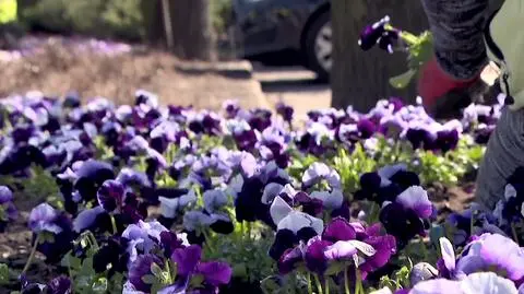 Pomogli ogrodnikom i kupili od nich 20 tysięcy bratków. Teraz w mieście "cieszą oko i dają nadzieję"