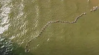 Łańcuch życia na plaży w Helu