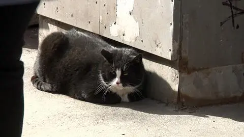 Kot Gacek magnesem na turystów