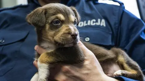 Ktoś porzucił w kartonie sześć szczeniaczków. Jeden z nich urzekł policjanta