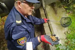Strażnicy pomogli ropuchom wydostać się z potrzasku