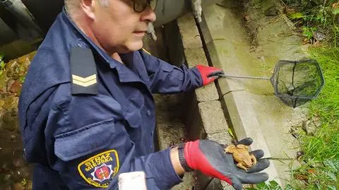 Strażnicy z Gdyni pomogli ropuchom wydostać się z betonowej niszy