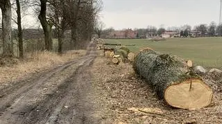 Wycięto 24 dęby 