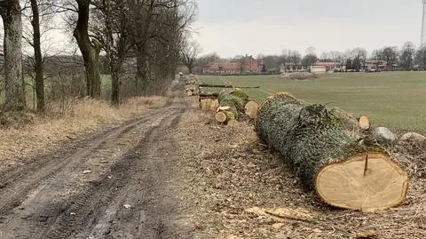 Właściciel działki wyciął 24 dęby 