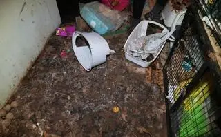 W siedzibie koszalińskiej Fundacji Miau Kocie Wąsy i Spółka ujawniono 116 kotów, w tym kilka martwych. Zwierzęta były chore, przebywały we własnych odchodach, pośród stert śmieci. "To, co tam zastaliśmy ciężko opisać słowami" - mówi Grzegorz Bielawski ze Stowarzyszenia Pogotowie dla Zwierząt, uczestniczący w interwencji.