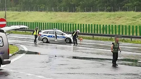 Musieli zamknąć autostradę, bo na spacer wybrał się koziołek