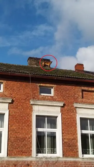 Strażacy zostali wezwani do psa uwięzionego na dachu