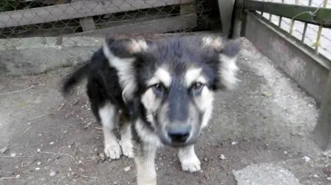 Wśród odebranych psów było 10 szczeniaków