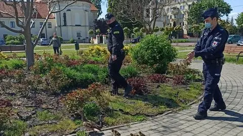 Stadko kaczek wróciło do "domu" w policyjnej eskorcie