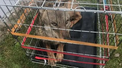 Zauważyli wilka pływającego w kanale portowym. "Załoga jachtu zatrzymała się i rzuciła liny"