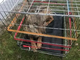 Wilk został przetransportowany na teren Słowińskiego Parku Narodowego