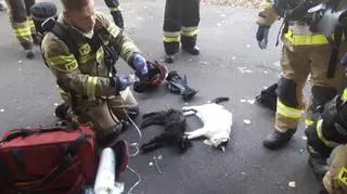 Firefighters have saved the two cats