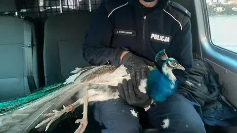 City strolling peacock escorted back to park on by police on blue lights